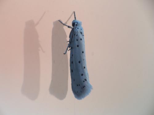 Yponomeuta sp.